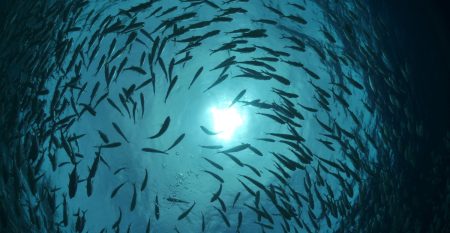 Aquaculture-Horizons-2025-1 Aquaculture-Horizons-2025-1